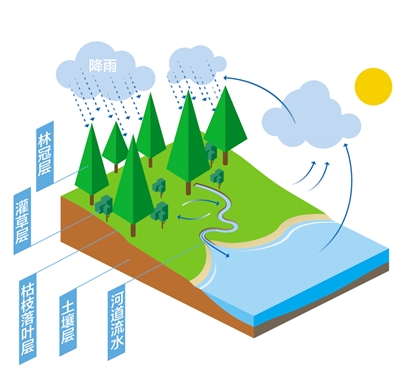 森林為什么是“水庫”？