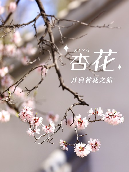 追花指南第六期！杏花雨 楊柳風(fēng) 北京最美的杏花在這里