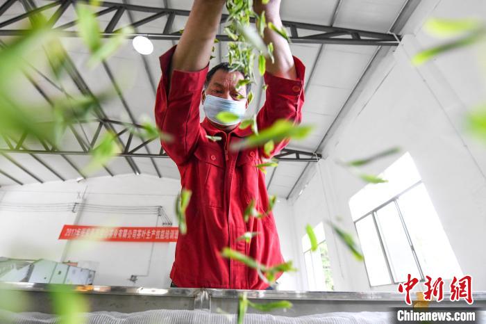 村民將茶葉攤青晾干?！钊A峰 攝