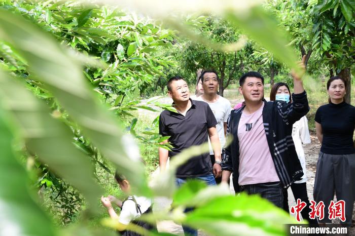 游客在欣賞栗樹花。　郝云崎 攝