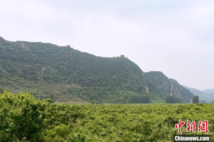 長城腳下萬畝栗花綻放，散發(fā)出淡淡清香?！『略破?攝