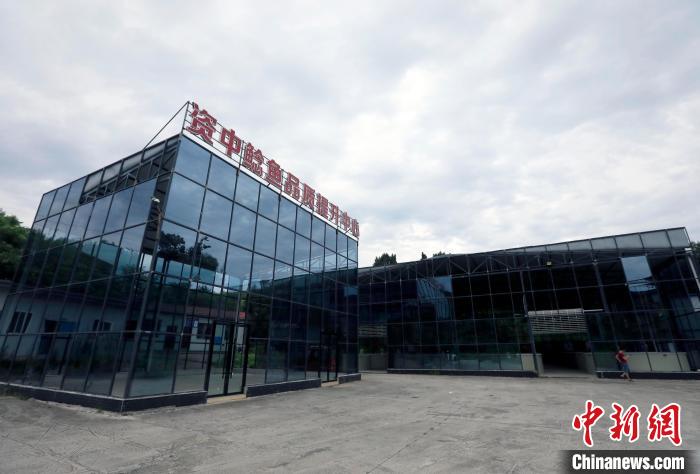 四川資中:“中國(guó)鯰魚之鄉(xiāng)”鯰魚游出致富路