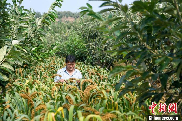 農(nóng)業(yè)專家劉正理正在查看谷子生長情況。　趙亮 攝