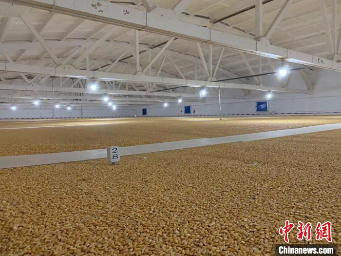 倉內(nèi)清涼干爽、遍地金黃，上千平方米的糧食盡收眼底?！⊥趸萘?攝