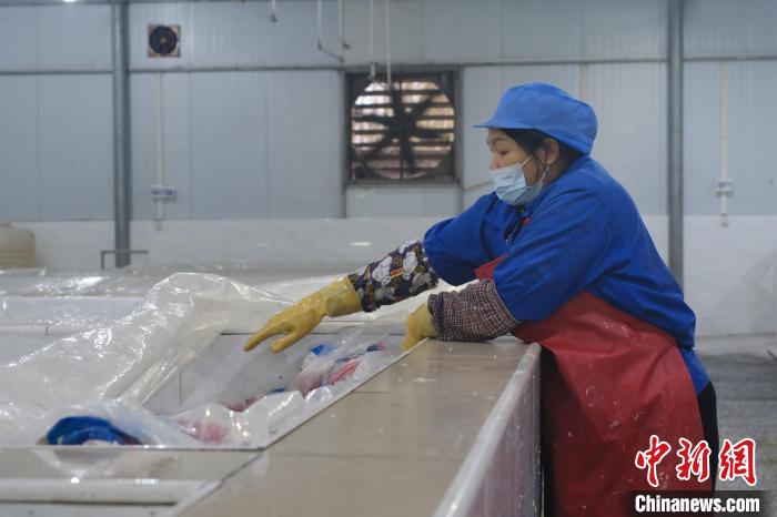 圖為一名工人正在檢查酸筍腌制情況?！⒖÷?攝