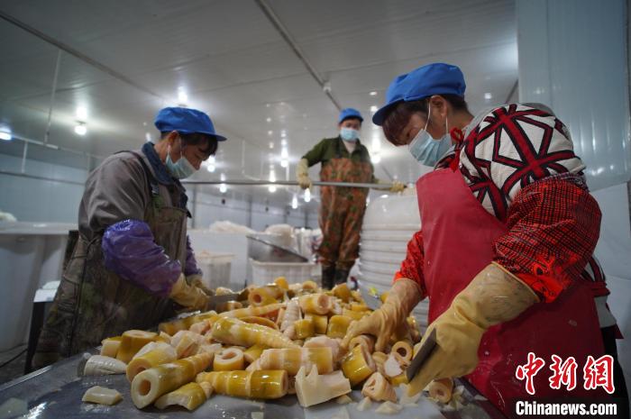 圖為多名工人正在將酸筍切成小塊?！№f國(guó)政 攝