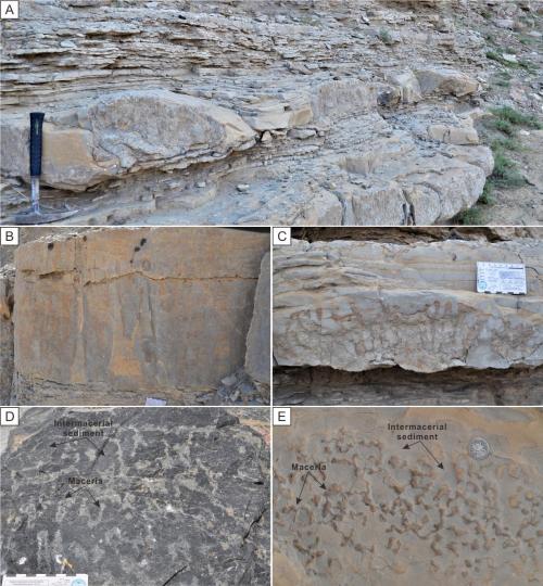 寒武系生物礁沉積模式示意圖?！∧瞎潘?供圖