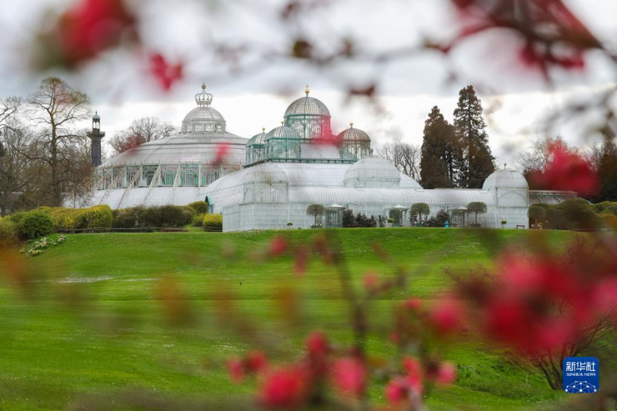 這是4月14日在比利時布魯塞爾拍攝的拉肯宮王家溫室花園。新華社記者 鄭煥松 攝