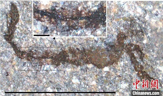 一個類似于寒武紀(jì)大附肢綱節(jié)肢動物Yohoia的新物種(圖片來自Joe Botting)?！∈┢樟指瘛ぷ匀?供圖