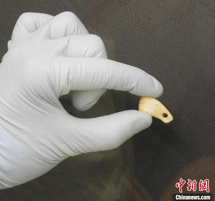 打孔鹿牙墜飾提取DNA后(圖片來自馬克斯·普朗克演化人類學研究所)?！∈┢樟指瘛ぷ匀?供圖