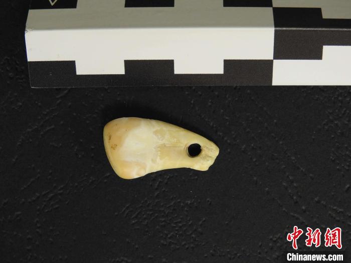 在南西伯利亞丹尼索瓦洞發(fā)現(xiàn)的打孔鹿牙墜飾(圖片來自馬克斯·普朗克演化人類學研究所)?！∈┢樟指瘛ぷ匀?供圖