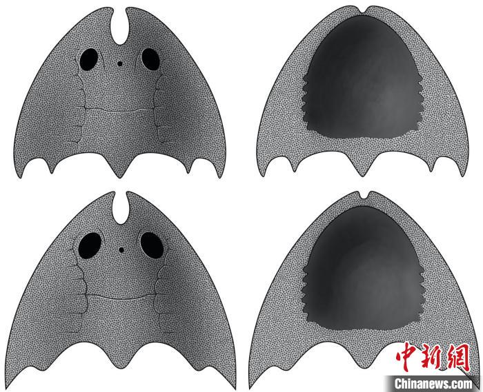 九江江夏魚(上)和后棘江夏魚(下)(史愛娟/繪)?！≈锌圃汗偶棺邓?供圖