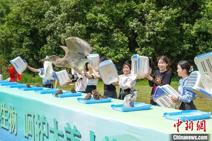 珍稀野生鳥(niǎo)類(lèi)放生現(xiàn)場(chǎng) 吳拯 攝