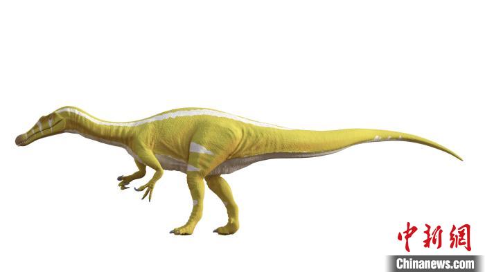 棘龍類(lèi)新物種Protathlitis cinctorrensis(圖源Grup Guix)。　施普林格·自然 供圖