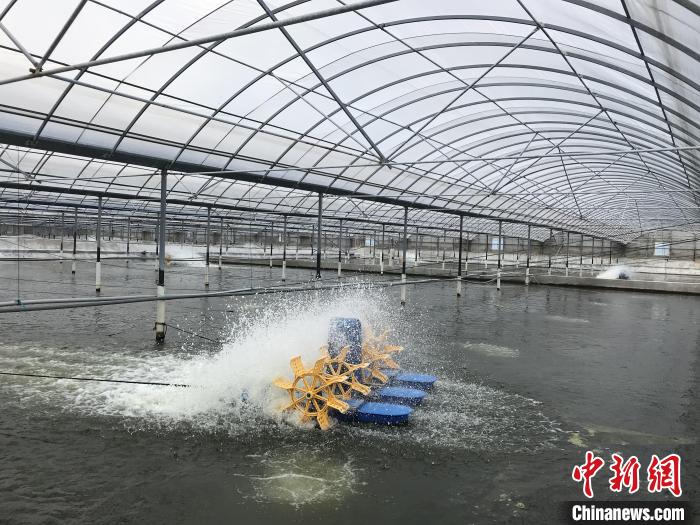 南美白對蝦養(yǎng)殖基地?！∠笊轿r蟹科技小院供圖