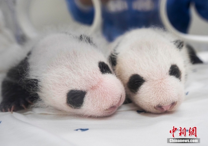 當?shù)貢r間8月7日，韓國三星愛寶樂園公布雌性雙胞胎大熊貓幼崽(左為姐姐，右為妹妹)于6日拍攝的滿月照。愛寶樂園 供圖