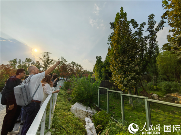 （“絲路獎”獲獎嘉賓在參觀成都大熊貓繁育研究基地。本報記者 王影迪攝）