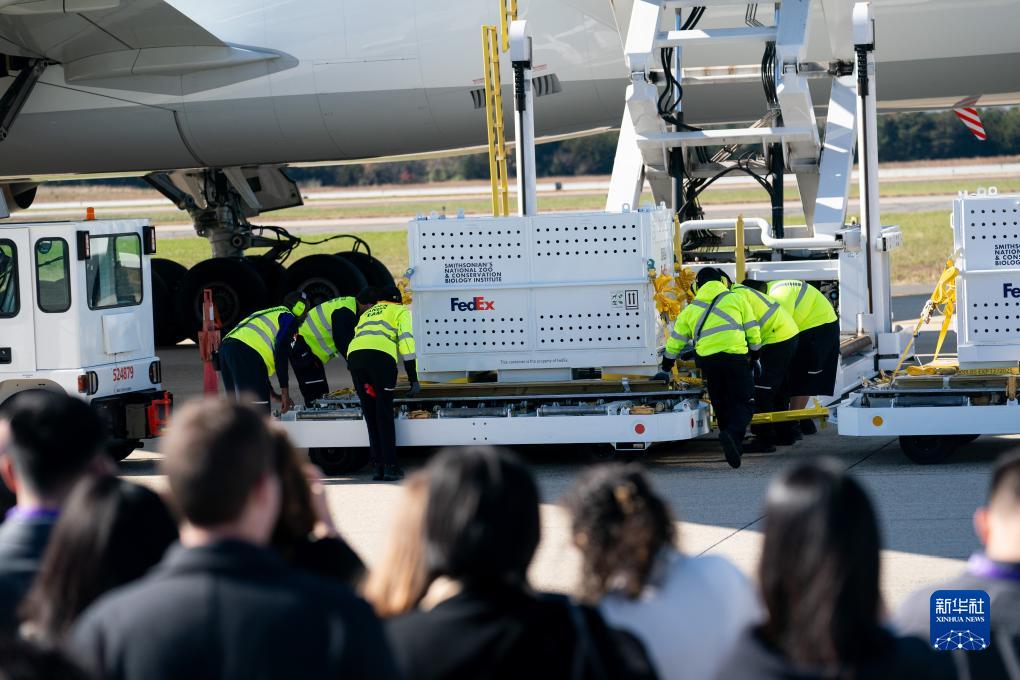 11月8日，在美國弗吉尼亞州的華盛頓杜勒斯國際機(jī)場，裝有大熊貓的特制“旅行包廂”準(zhǔn)備運(yùn)上專機(jī)。新華社記者劉杰攝
