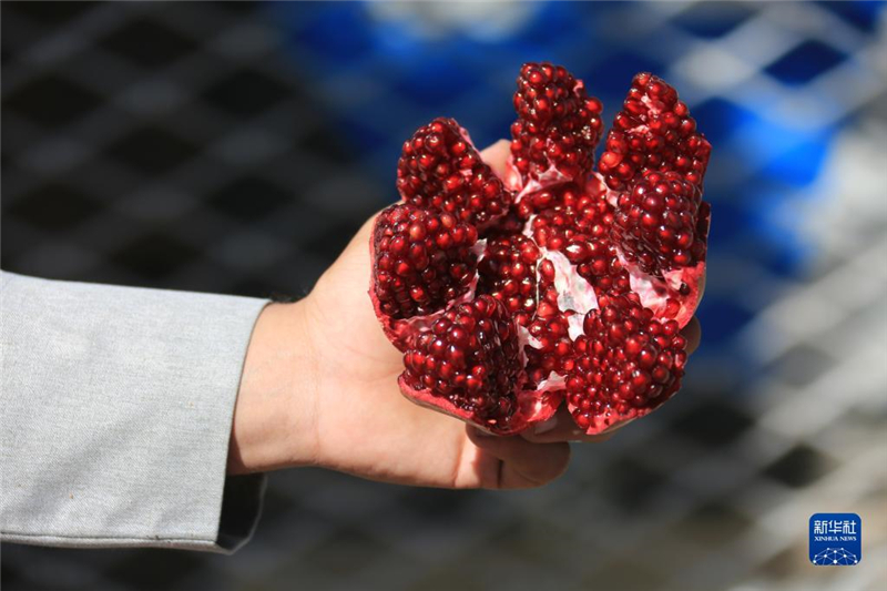 11月10日，在阿富汗首都喀布爾，商販展示產(chǎn)自阿富汗南部坎大哈省的石榴。新華社發(fā)（塞夫拉赫曼·薩菲攝）