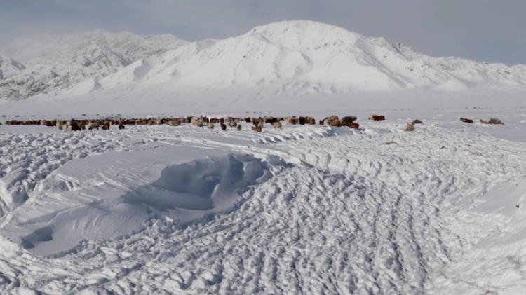蒙古國近日發(fā)生雪災(zāi)。圖片來源：蒙政府網(wǎng)站