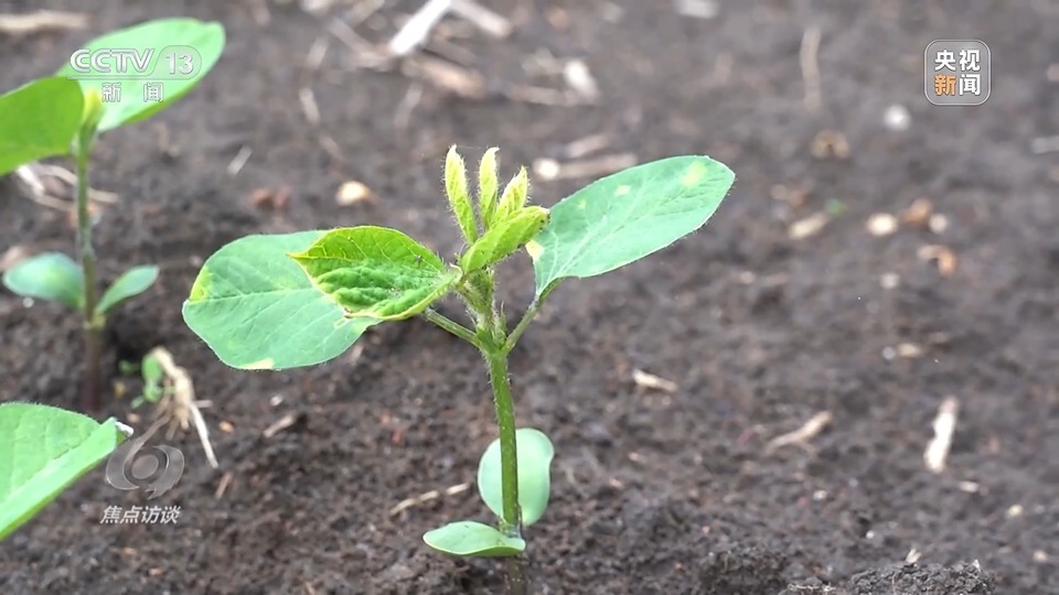 焦點訪談丨一粒良種 萬擔好糧 探索農(nóng)作物高產(chǎn)高質(zhì)“新密碼”