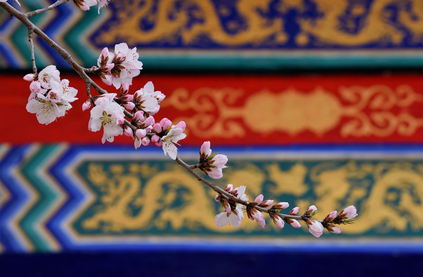 “云”賞桃花相映紅。紅橋區(qū)委宣傳部供圖