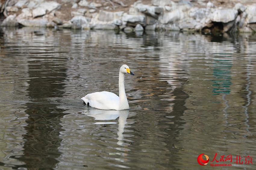 北京動物園水禽湖上，水鳥游弋其中，傳遞春的消息。人民網(wǎng) 尹星云攝