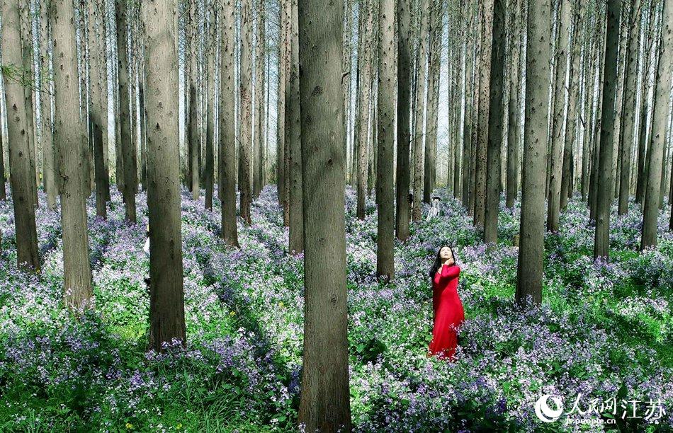 大地好像鋪上了夢幻般的地毯，分外迷人。陳義寶攝