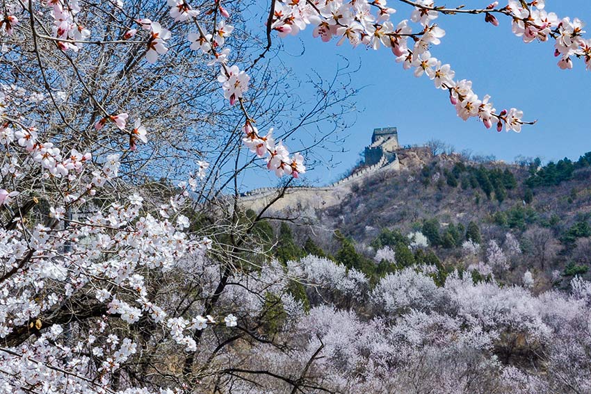 眼下，八達(dá)嶺長(zhǎng)城內(nèi)外春花爭(zhēng)艷。陸軍攝