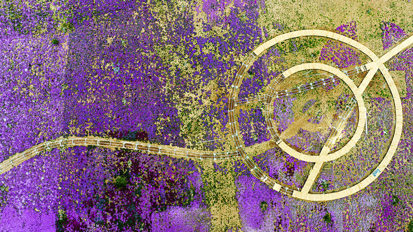 邯鄲市復(fù)興區(qū)德豐生態(tài)園的300畝芝櫻花進入最佳觀賞期。放眼望去，五彩音符和豎琴造型下的芝櫻花恰似披上了一層色彩斑斕的錦緞，蔚為壯觀。聶長青攝