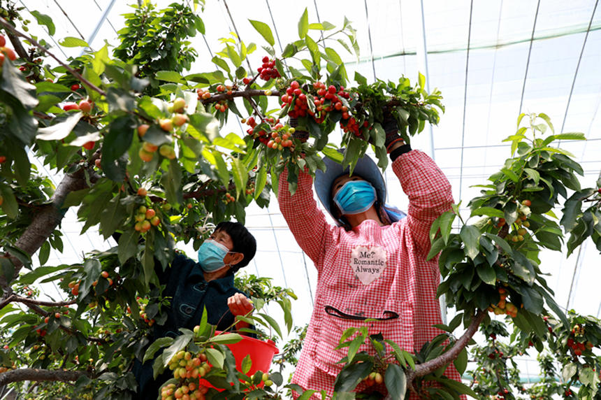 河北省邢臺市任澤區(qū)東古城村果農(nóng)在大棚里采摘櫻桃。 宋杰攝