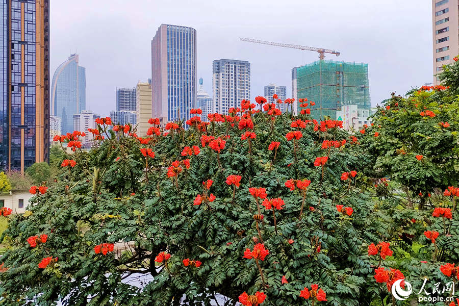 廈門火焰木進(jìn)入盛放期。人民網(wǎng) 陳博攝