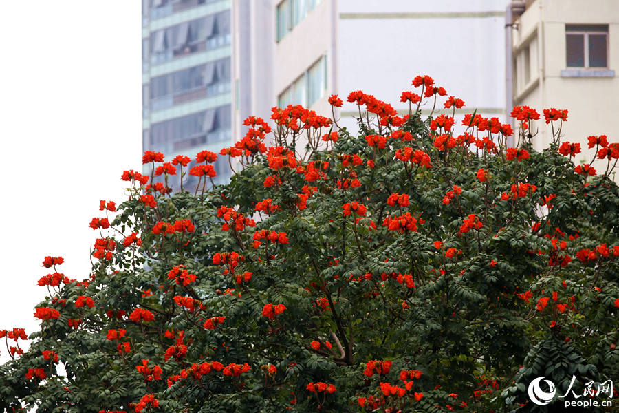 廈門市金榜公園旁的火焰木滿樹(shù)繁花。人民網(wǎng) 陳博攝