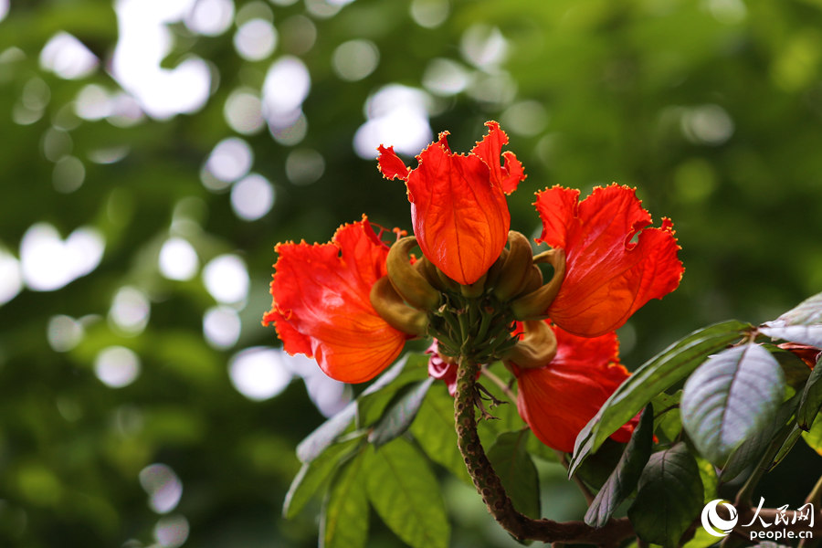 火焰木花冠呈鐘形。人民網(wǎng) 陳博攝