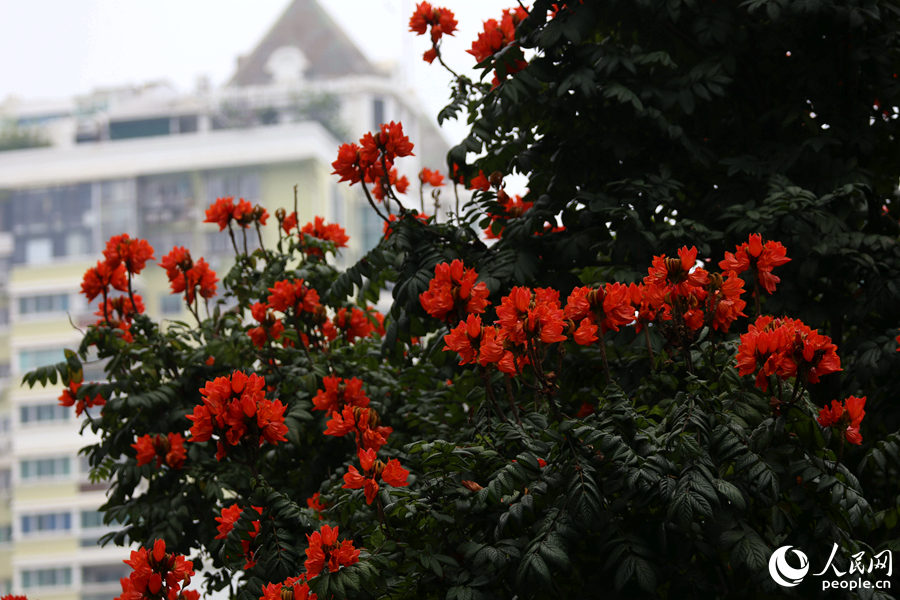 火焰木花朵遠(yuǎn)觀猶如燃燒的火。人民網(wǎng) 陳博攝