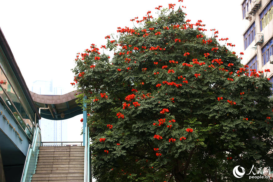 廈門市金榜公園BRT站旁的火焰木。人民網(wǎng) 陳博攝