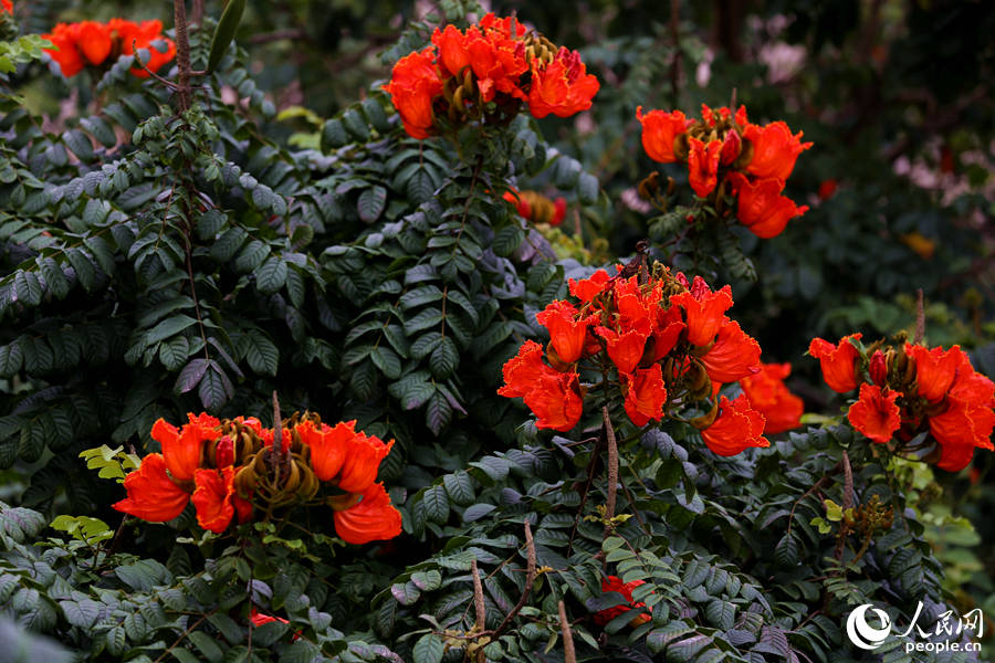 火焰木花朵聚成緊密的傘房式總狀花序。人民網(wǎng) 陳博攝