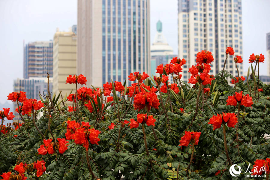 火焰木花朵在樹(shù)頂連片盛開(kāi)。人民網(wǎng) 陳博攝