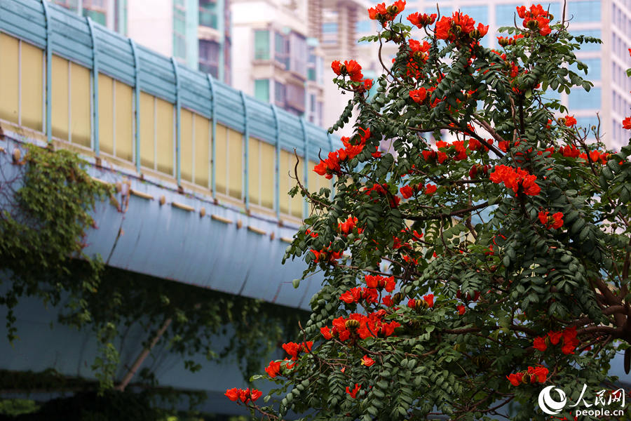 火焰木樹(shù)高10米以上，高度與BRT高架橋相當(dāng)。人民網(wǎng) 陳博攝