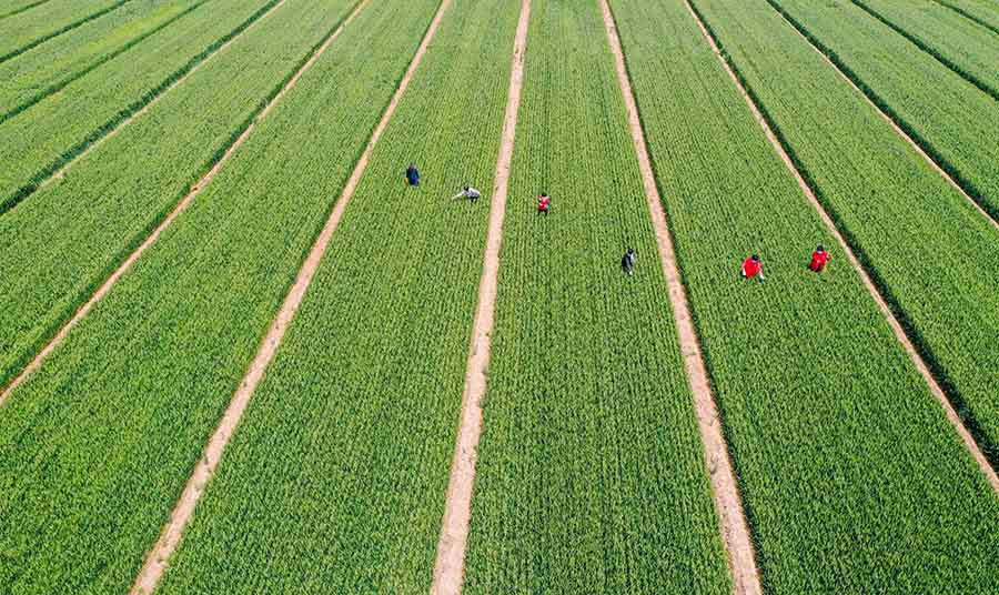 山東省鄒平市蔡家村高標(biāo)準(zhǔn)農(nóng)田，農(nóng)民在進(jìn)行去雜作業(yè)。