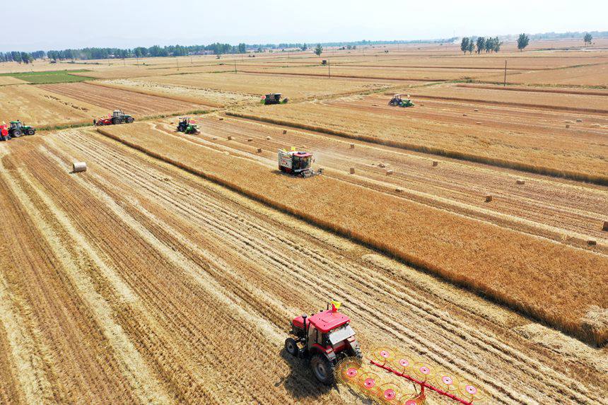 收割現(xiàn)場。吳波攝