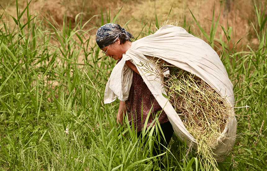 村民在收割油菜花，臉上綻放著豐收的喜悅。陳英華攝