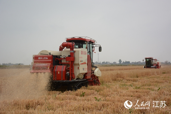 5月下旬，勝利圩高標(biāo)準(zhǔn)農(nóng)田內(nèi)，大型收割機(jī)作業(yè)。韋東寧攝