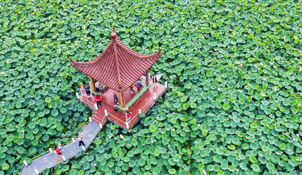 圖為金湖萬畝荷花蕩。陳義寶攝