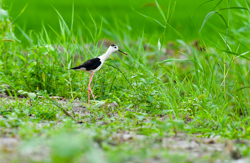 生態(tài)綠屏修復(fù)完成，吸引眾多野生動物在此棲息繁衍。翟鑫彬攝