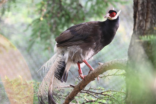 小五臺山國家級自然保護區(qū)繁育基地中的褐馬雞。姚偉強攝