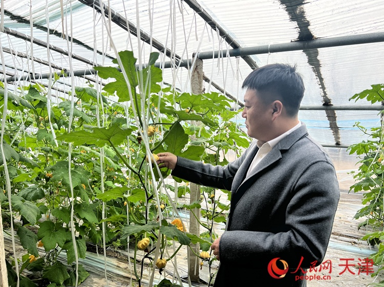 西青區(qū)辛口鎮(zhèn)大杜莊村黨總支書記、村委會主任畢紅鴿介紹當(dāng)下大棚里種植的造型奇特的文玩葫蘆。  人民網(wǎng) 孫翼飛攝