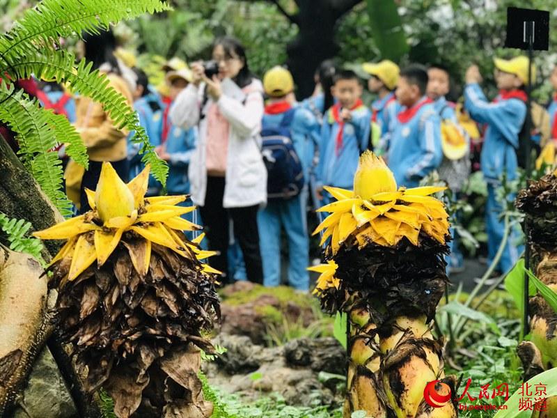 植物館里的地涌金蓮。地涌金蓮原產(chǎn)中國(guó)云南，為中國(guó)特產(chǎn)花卉。人民網(wǎng) 董兆瑞攝