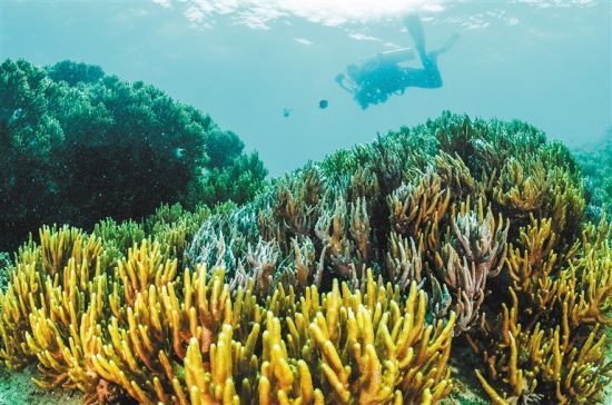 在三亞蜈支洲島附近海域，游客在體驗(yàn)海底美景。 本報(bào)記者 武威 通訊員 韋尚婷 攝