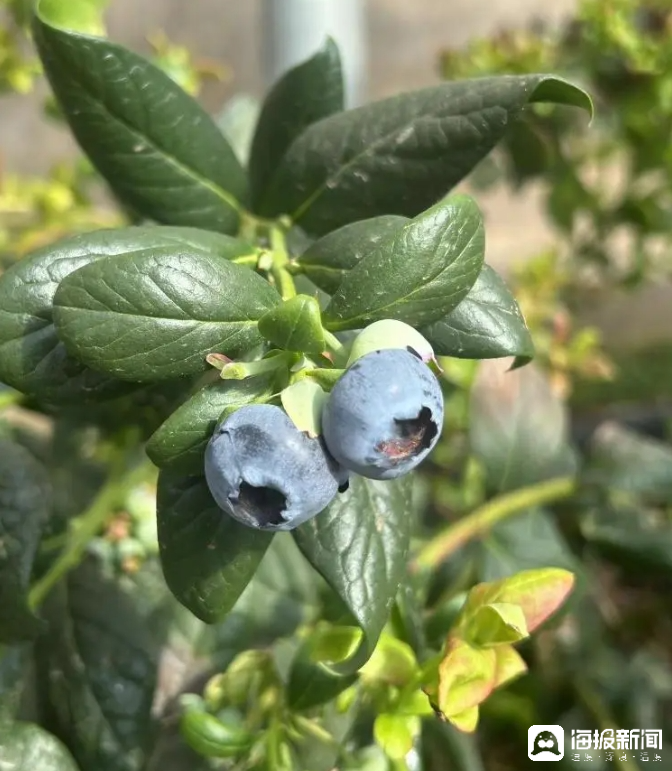 西瓜、藍(lán)莓、草莓上高原！山東濰坊援藏組因地制宜打造特色蔬菜發(fā)展中心